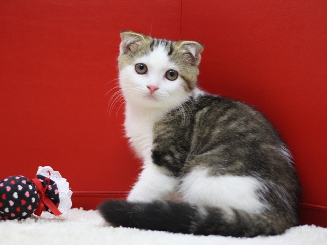 スコティッシュフォールドの子猫画像