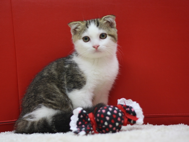 スコティッシュフォールドの子猫画像