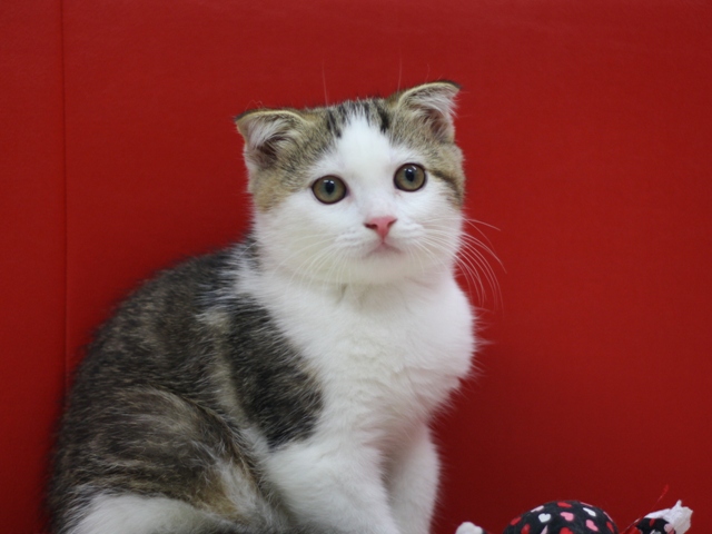 スコティッシュフォールドの子猫画像