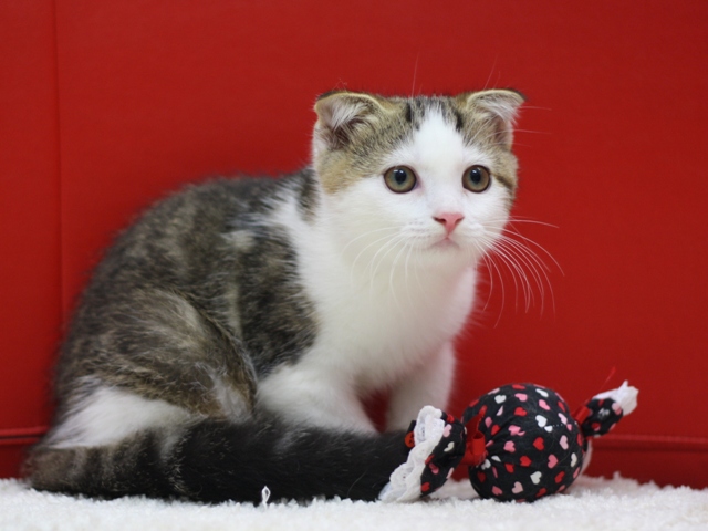 スコティッシュフォールドの子猫画像
