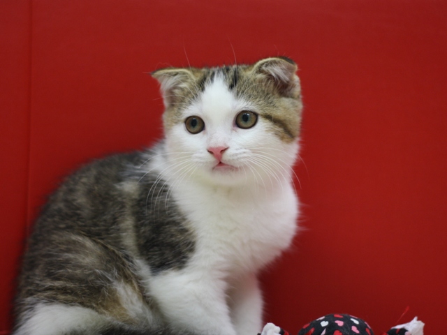 スコティッシュフォールドの子猫画像