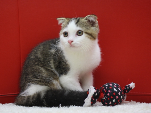 スコティッシュフォールドの子猫画像