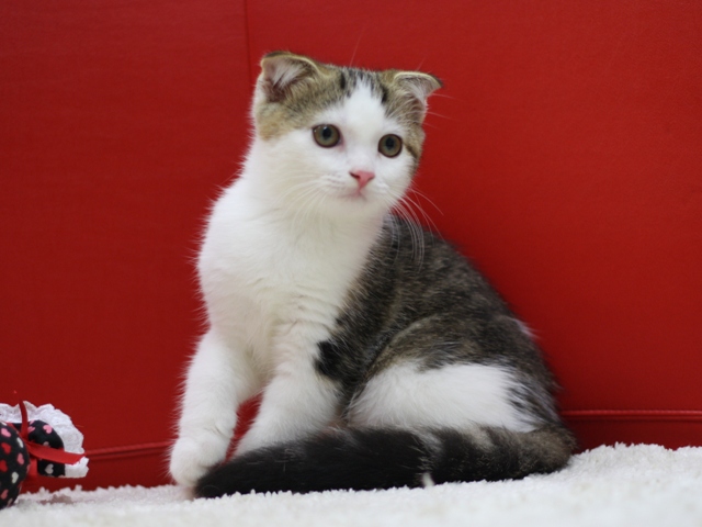 スコティッシュフォールドの子猫画像
