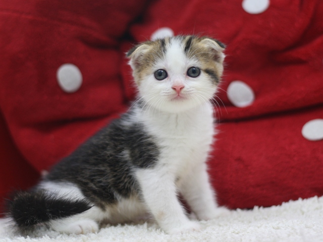 スコティッシュフォールドの子猫画像