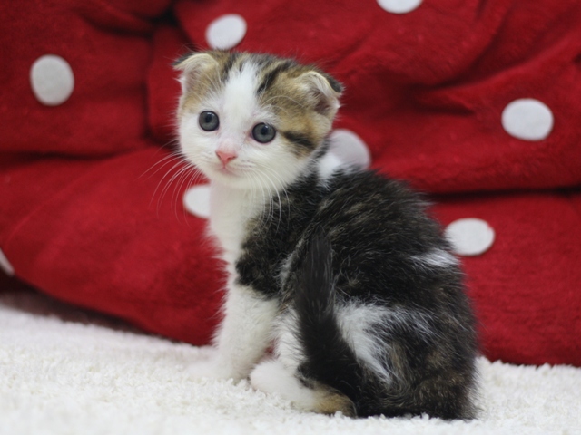 スコティッシュフォールドの子猫画像