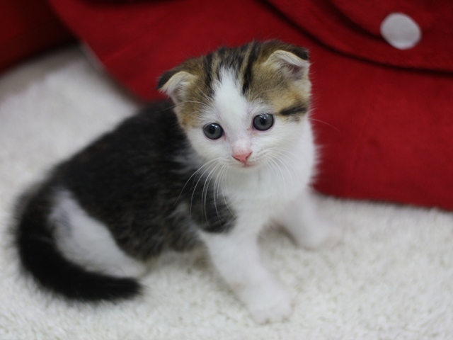 スコティッシュフォールドの子猫画像