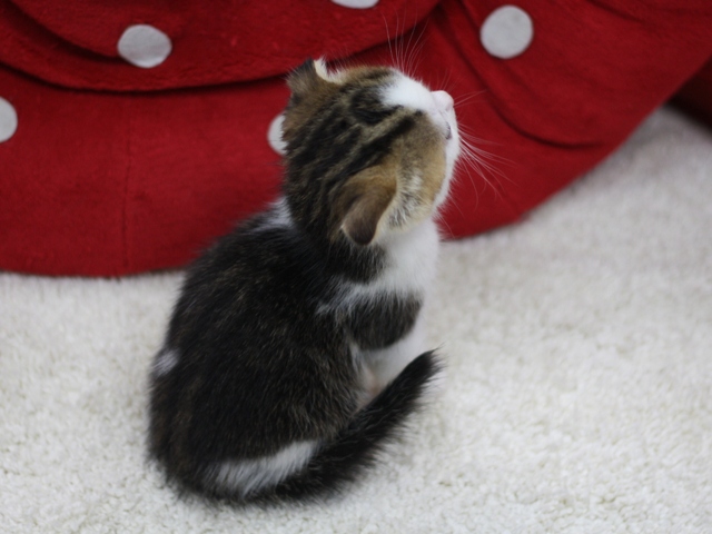 スコティッシュフォールドの子猫画像