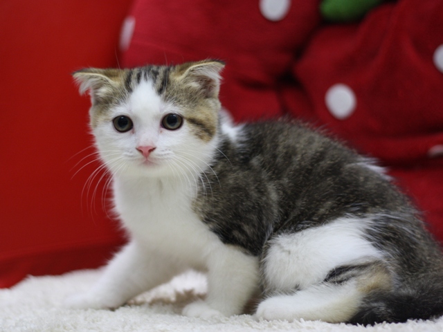スコティッシュフォールドの子猫画像