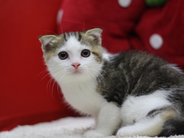 スコティッシュフォールドの子猫画像