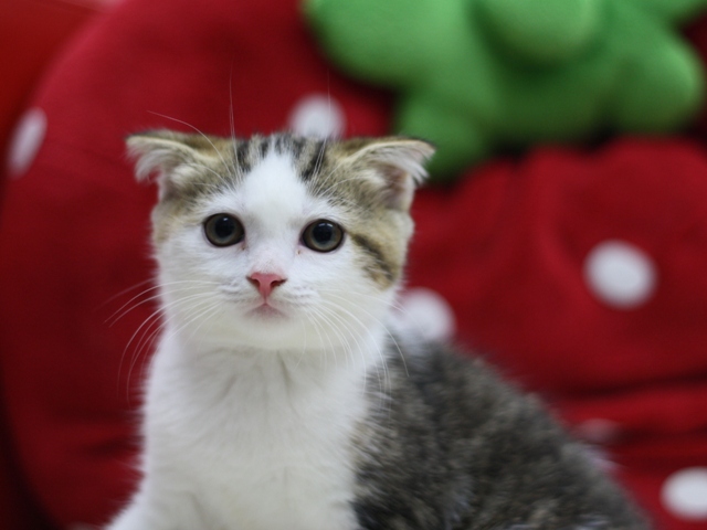 スコティッシュフォールドの子猫画像