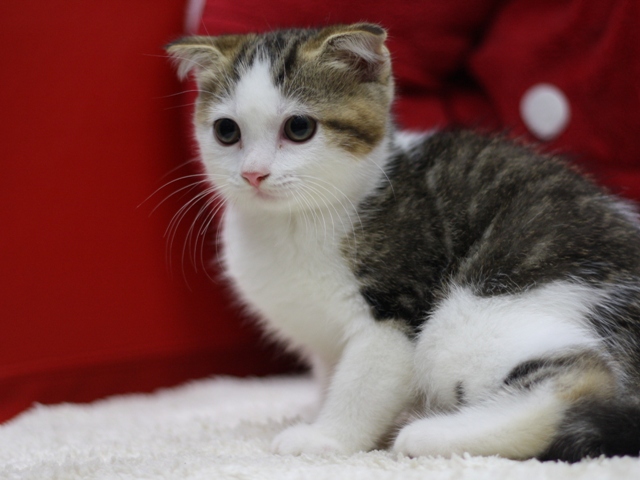スコティッシュフォールドの子猫画像