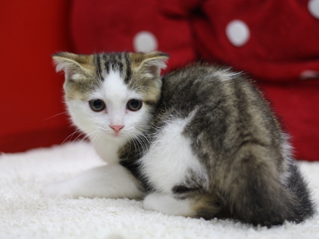 スコティッシュフォールドの子猫画像
