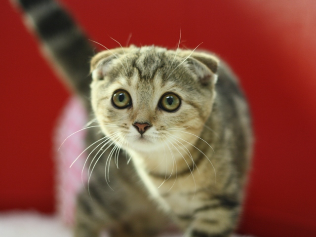 スコティッシュフォールドの子猫画像