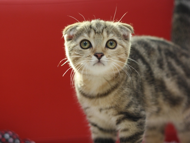 スコティッシュフォールドの子猫画像