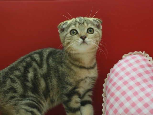 スコティッシュフォールドの子猫画像