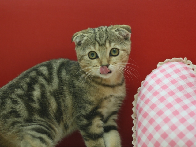 スコティッシュフォールドの子猫画像