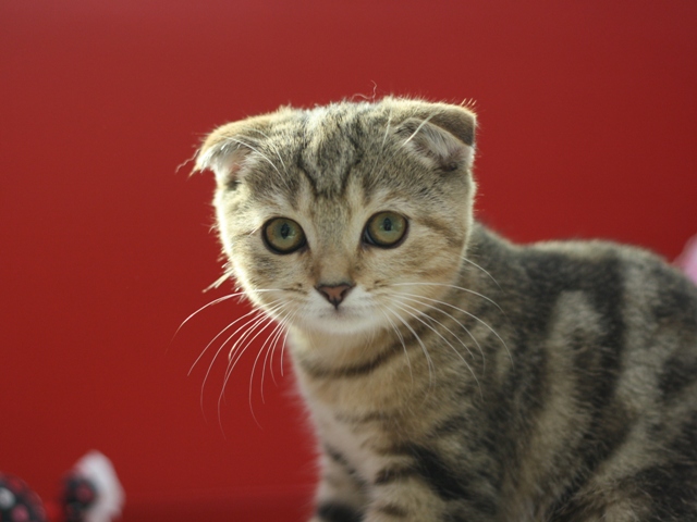 スコティッシュフォールドの子猫画像