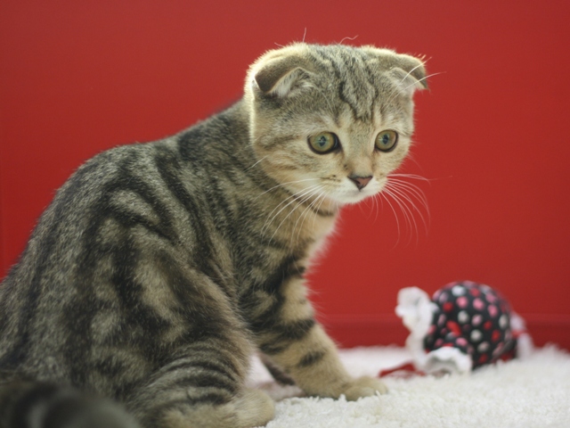 スコティッシュフォールドの子猫画像