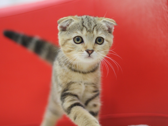 スコティッシュフォールドの子猫画像