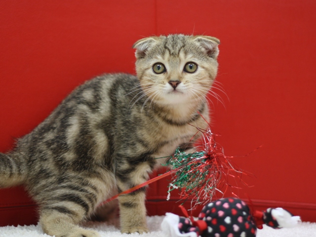 スコティッシュフォールドの子猫画像