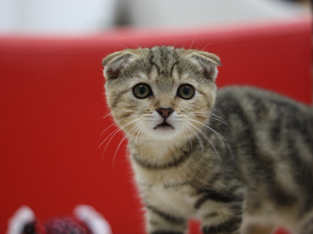 スコティッシュフォールドの子猫画像