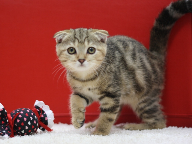 スコティッシュフォールドの子猫画像