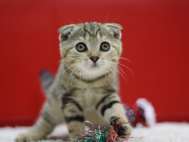 スコティッシュフォールドの子猫画像