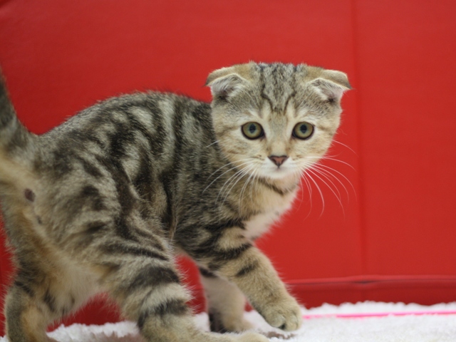 スコティッシュフォールドの子猫画像