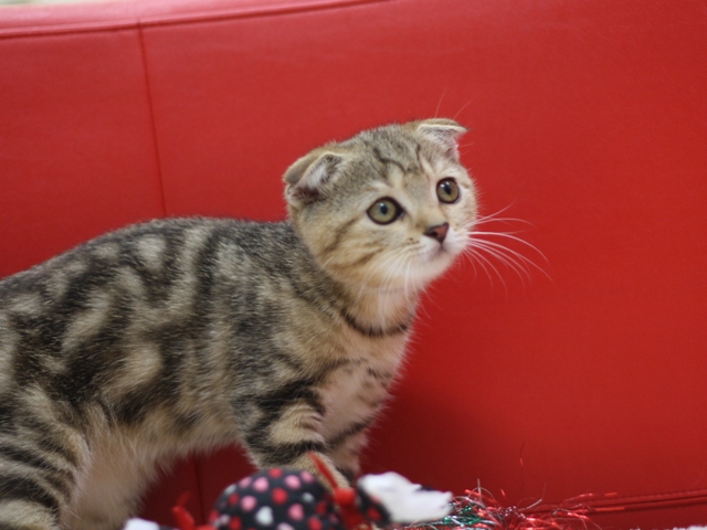 スコティッシュフォールドの子猫画像