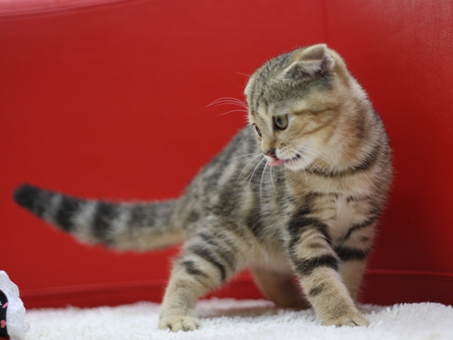 スコティッシュフォールドの子猫画像
