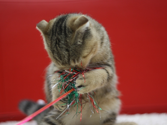 スコティッシュフォールドの子猫画像