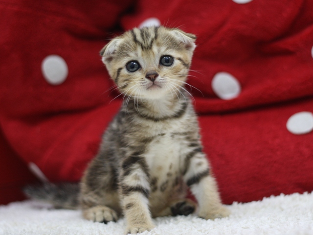 スコティッシュフォールドの子猫画像