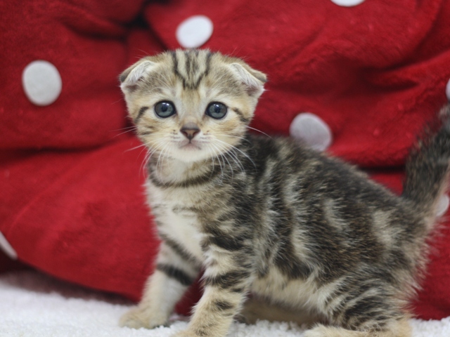 スコティッシュフォールドの子猫画像