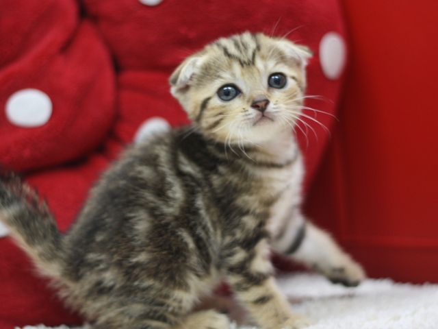 スコティッシュフォールドの子猫画像
