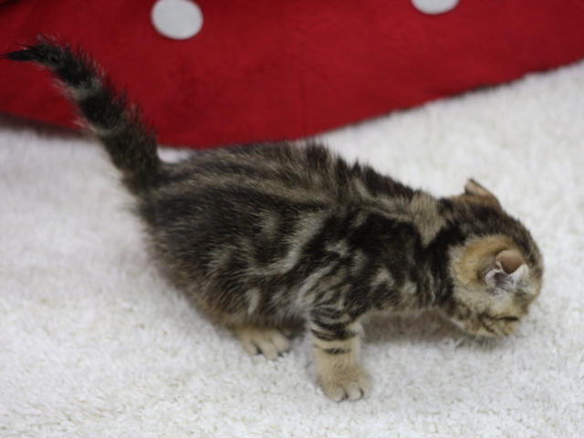 スコティッシュフォールドの子猫画像