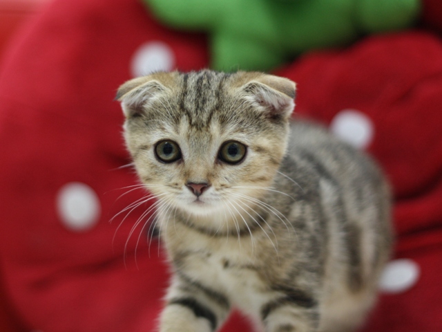 スコティッシュフォールドの子猫画像