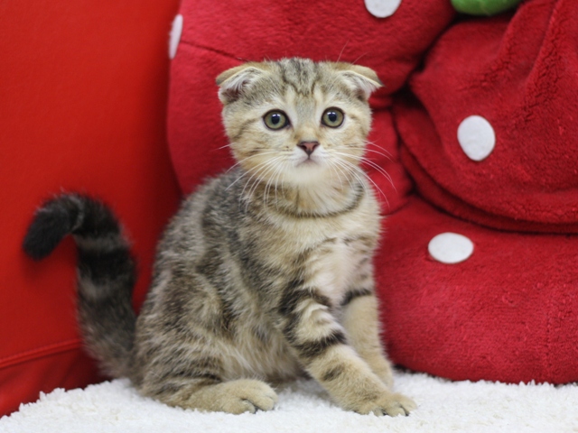 スコティッシュフォールドの子猫画像