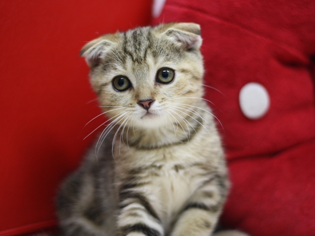 スコティッシュフォールドの子猫画像