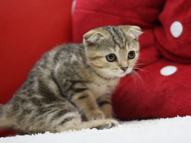 スコティッシュフォールドの子猫画像