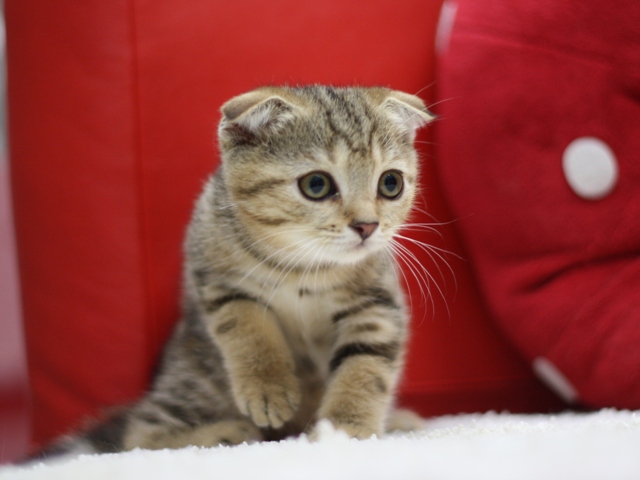 スコティッシュフォールドの子猫画像