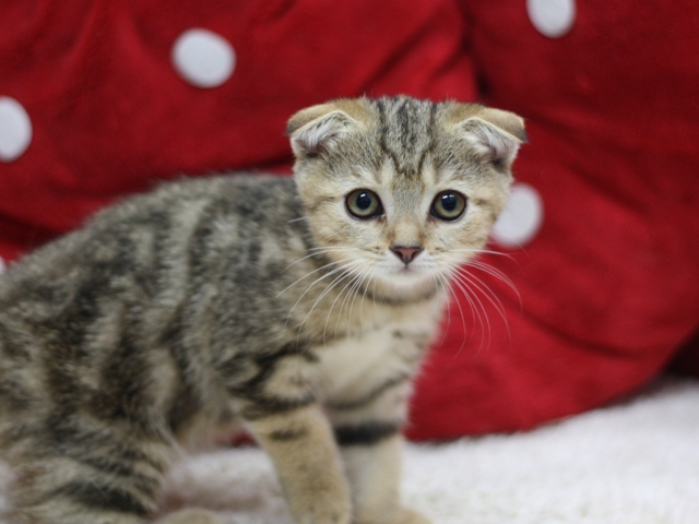 スコティッシュフォールドの子猫画像
