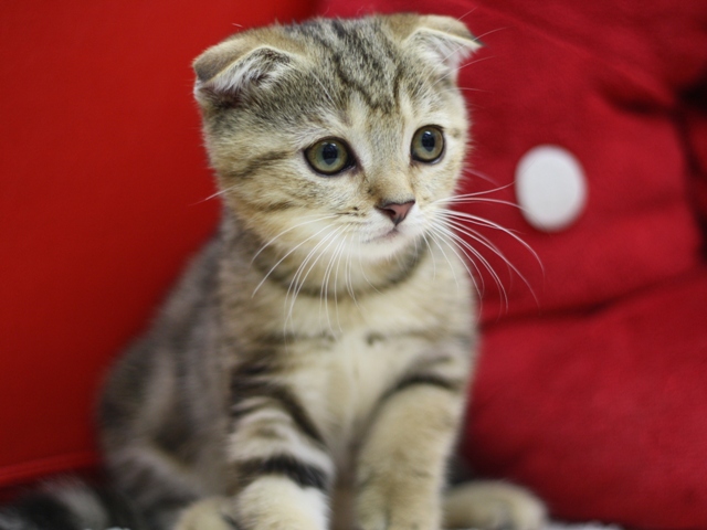 スコティッシュフォールドの子猫画像