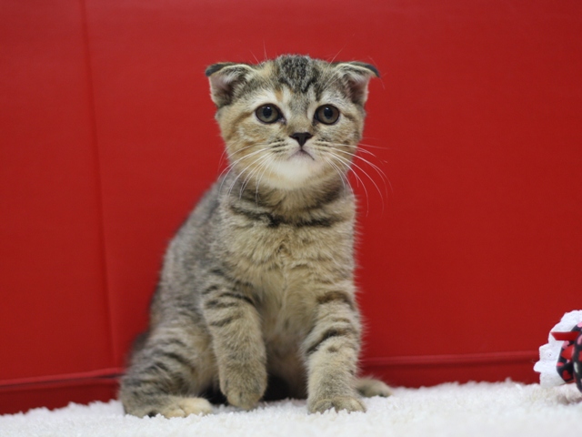 スコティッシュフォールドの子猫画像