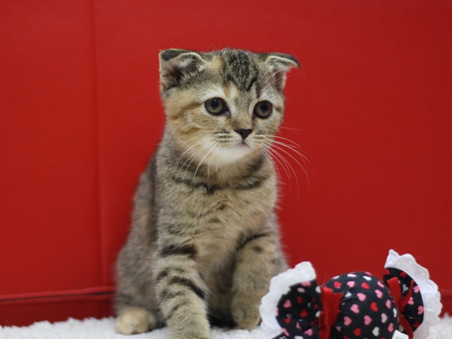 スコティッシュフォールドの子猫画像