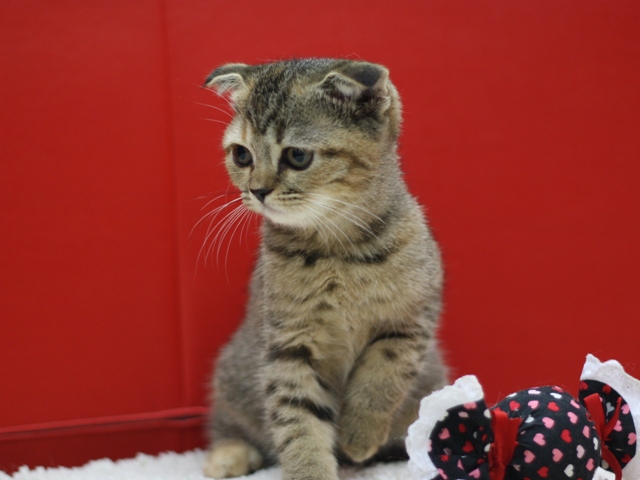 スコティッシュフォールドの子猫画像