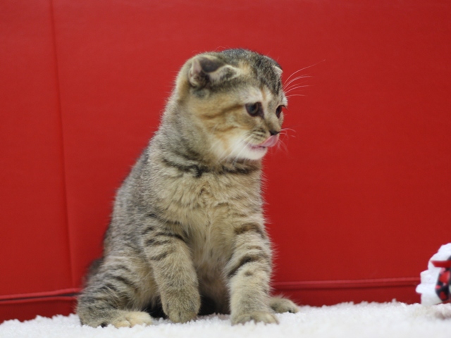スコティッシュフォールドの子猫画像