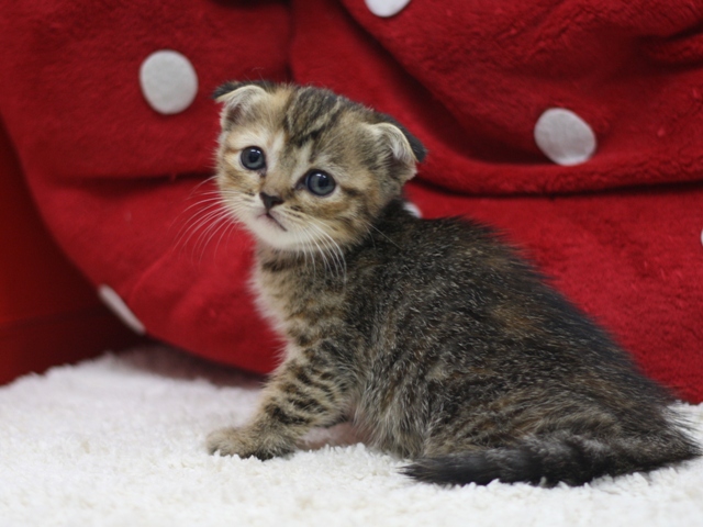 スコティッシュフォールドの子猫画像