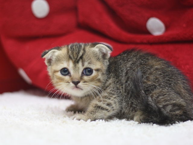 スコティッシュフォールドの子猫画像