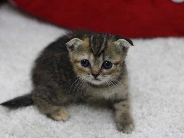 スコティッシュフォールドの子猫画像