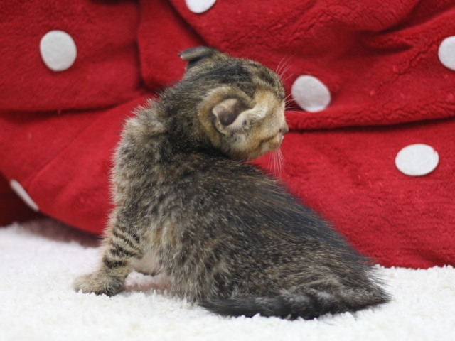 スコティッシュフォールドの子猫画像